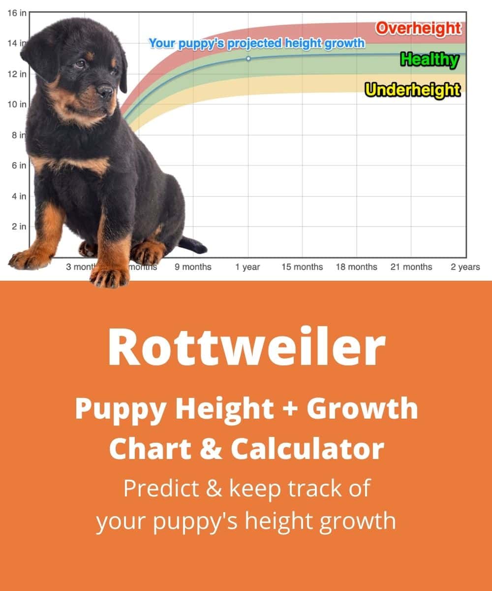 Rottweiler Height+Growth Chart - How Tall Will My Rottweiler Grow? | The  Goody Pet