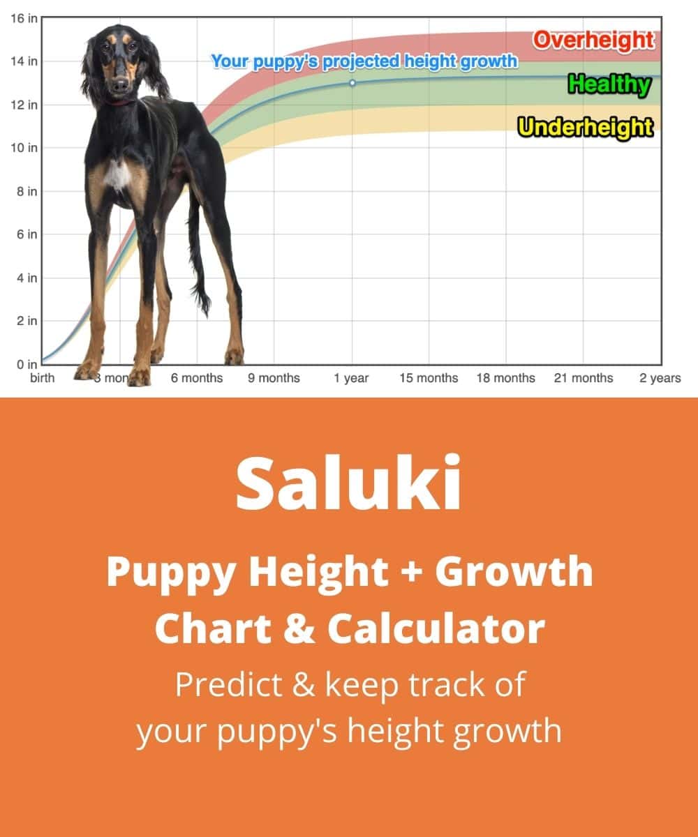 saluki Puppy height Growth Chart saluki Puppy height Growth Chart