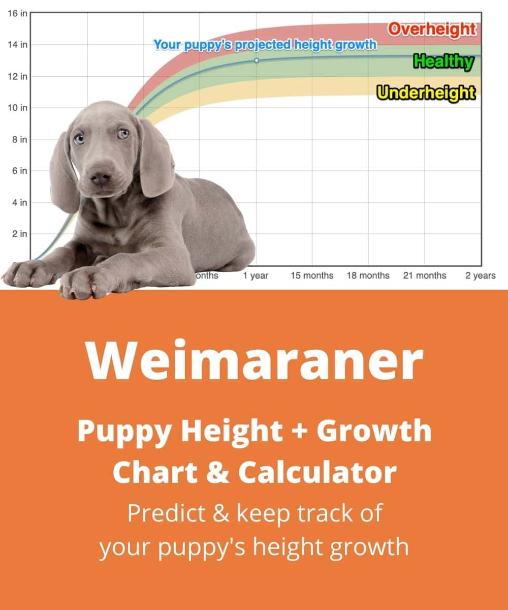 weimaraner Puppy height Growth Chart weimaraner Puppy height Growth Chart