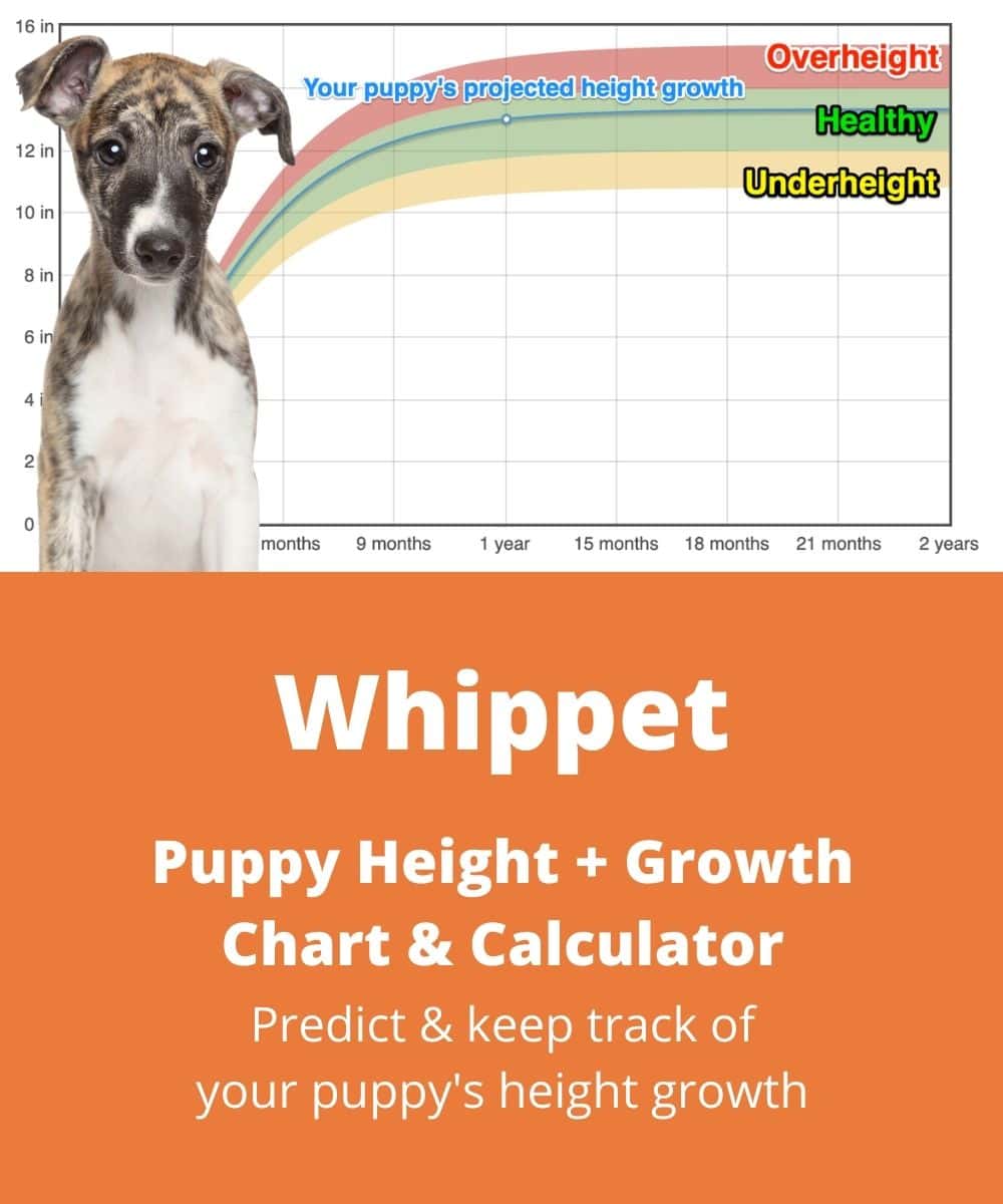 whippet Puppy height Growth Chart whippet Puppy height Growth Chart