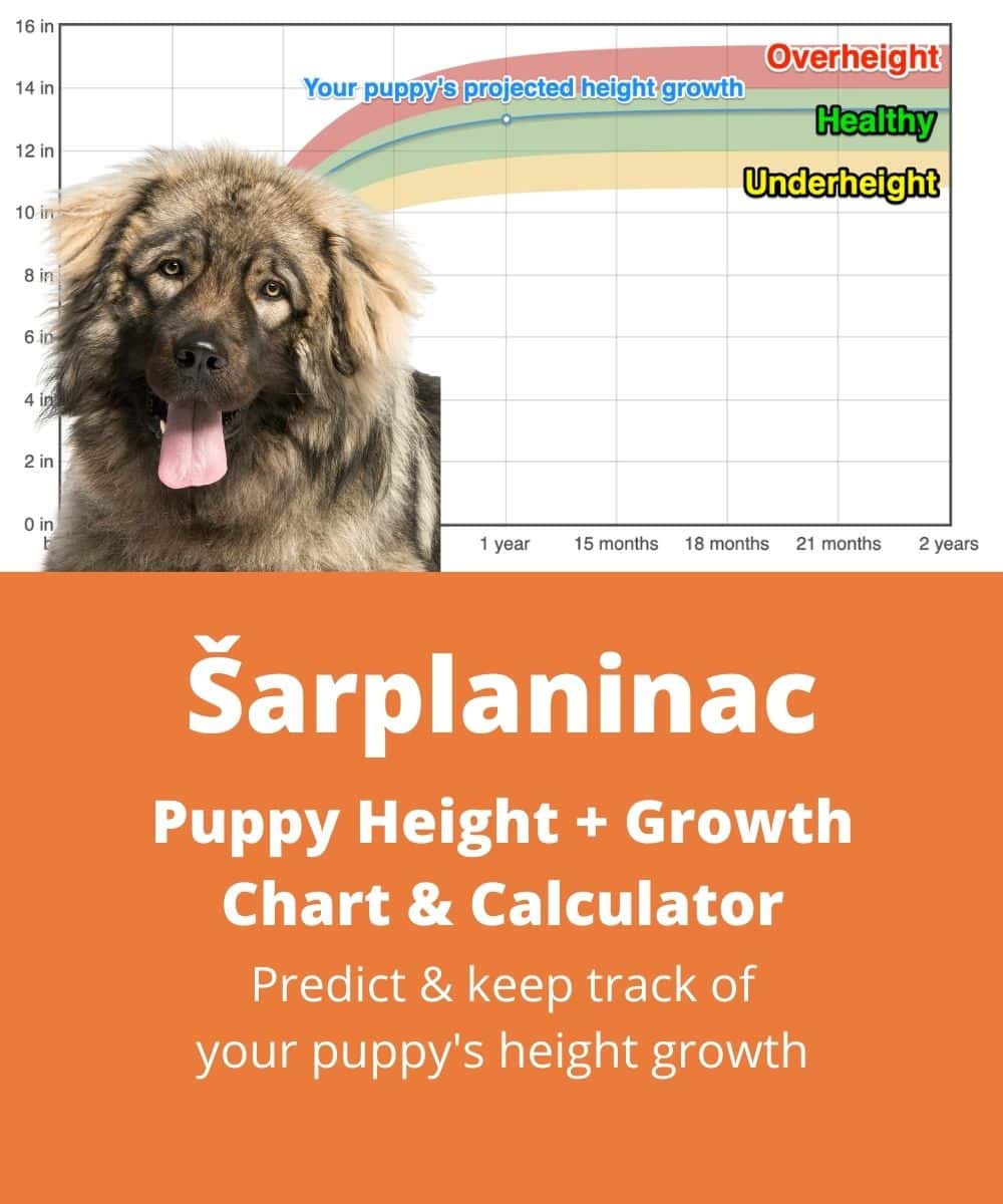 sarplaninac Puppy height Growth Chart sarplaninac Puppy height Growth Chart