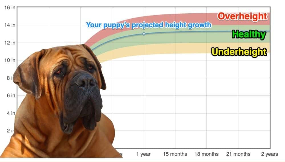 Boerboel Height+Growth Chart How Tall Will My Boerboel Grow? The