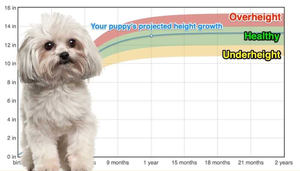 Bolognese Height+Growth Chart How Tall Will My Bolognese Grow? The