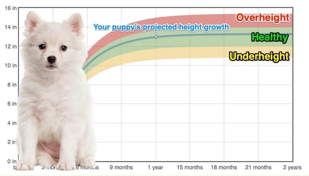 Giant German Spitz Height Growth Chart How Tall Will My Giant German Spitz Grow The Goody Pet