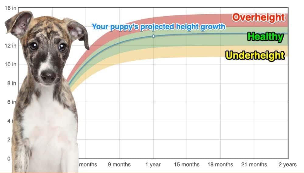 English Whippet Height+Growth Chart - How Tall Will My English Whippet 
