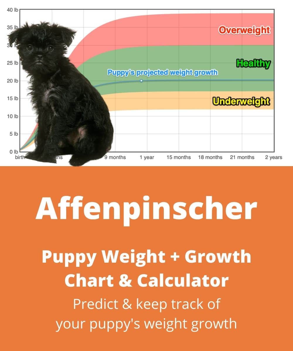affenpinscher Puppy Weight Growth Chart