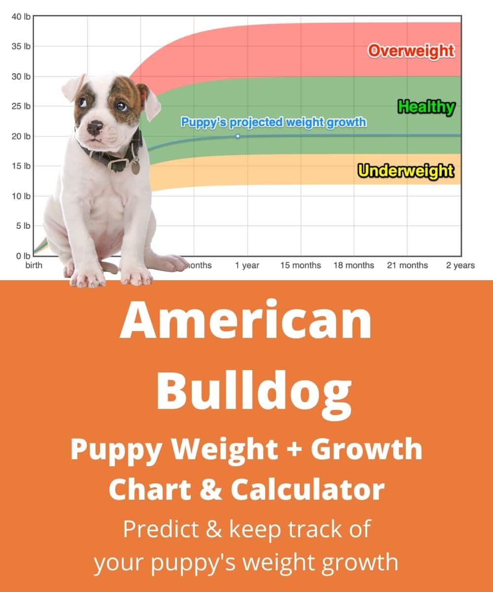 American Bulldog Weight+Growth Chart 2024 How Heavy Will My American