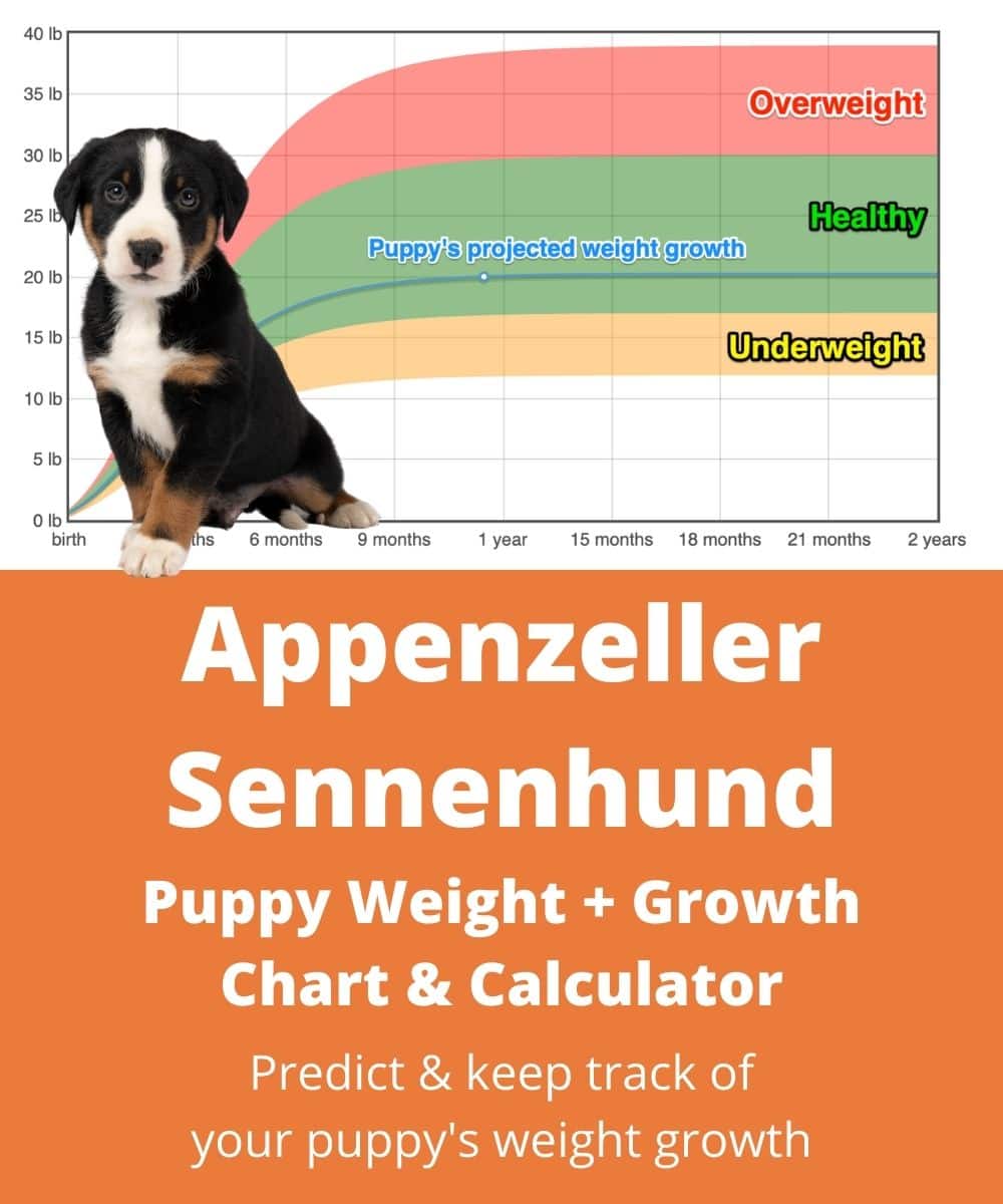 Appenzeller Sennenhund Weight+Growth Chart 2024 - How Heavy Will My ...