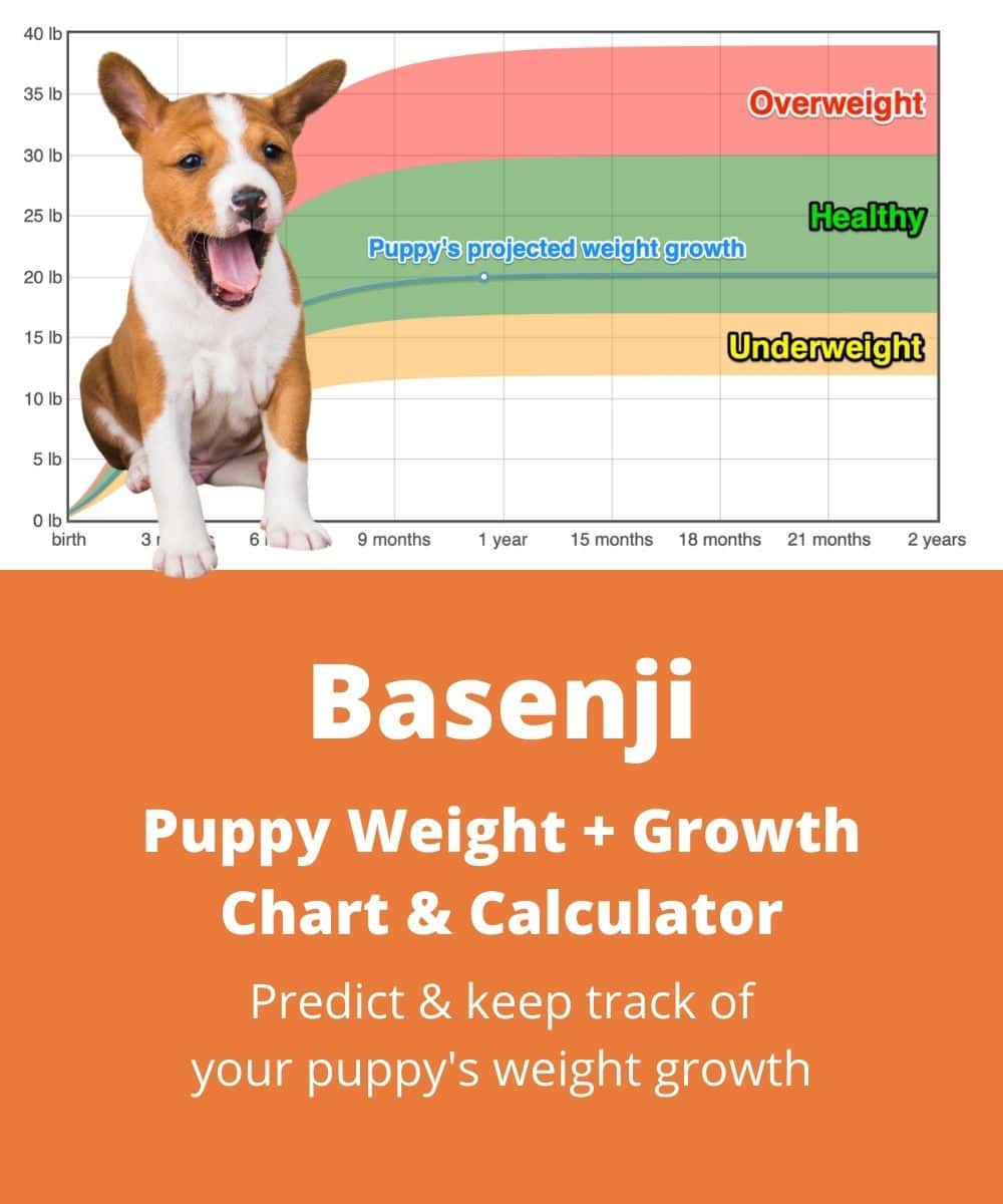 basenji Puppy Weight Growth Chart