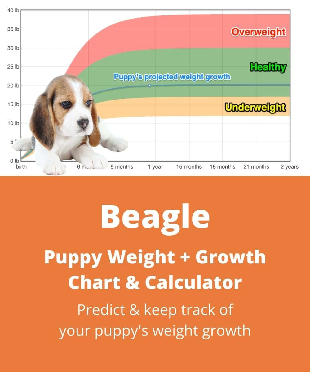 beagle Puppy Weight Growth Chart