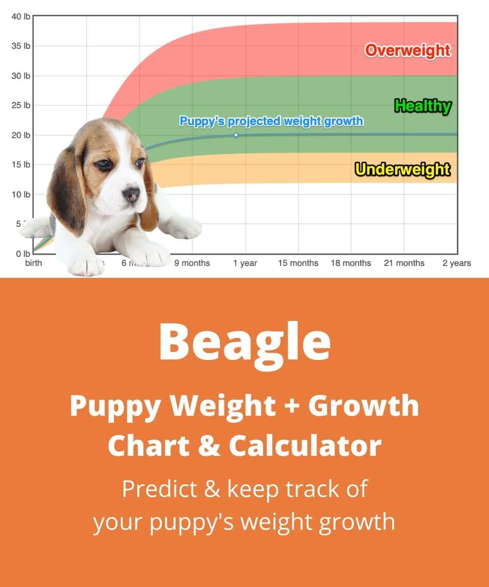 Article Outline: “5-Year-Old Beagle Weight Guide” – Ask Pet Guru