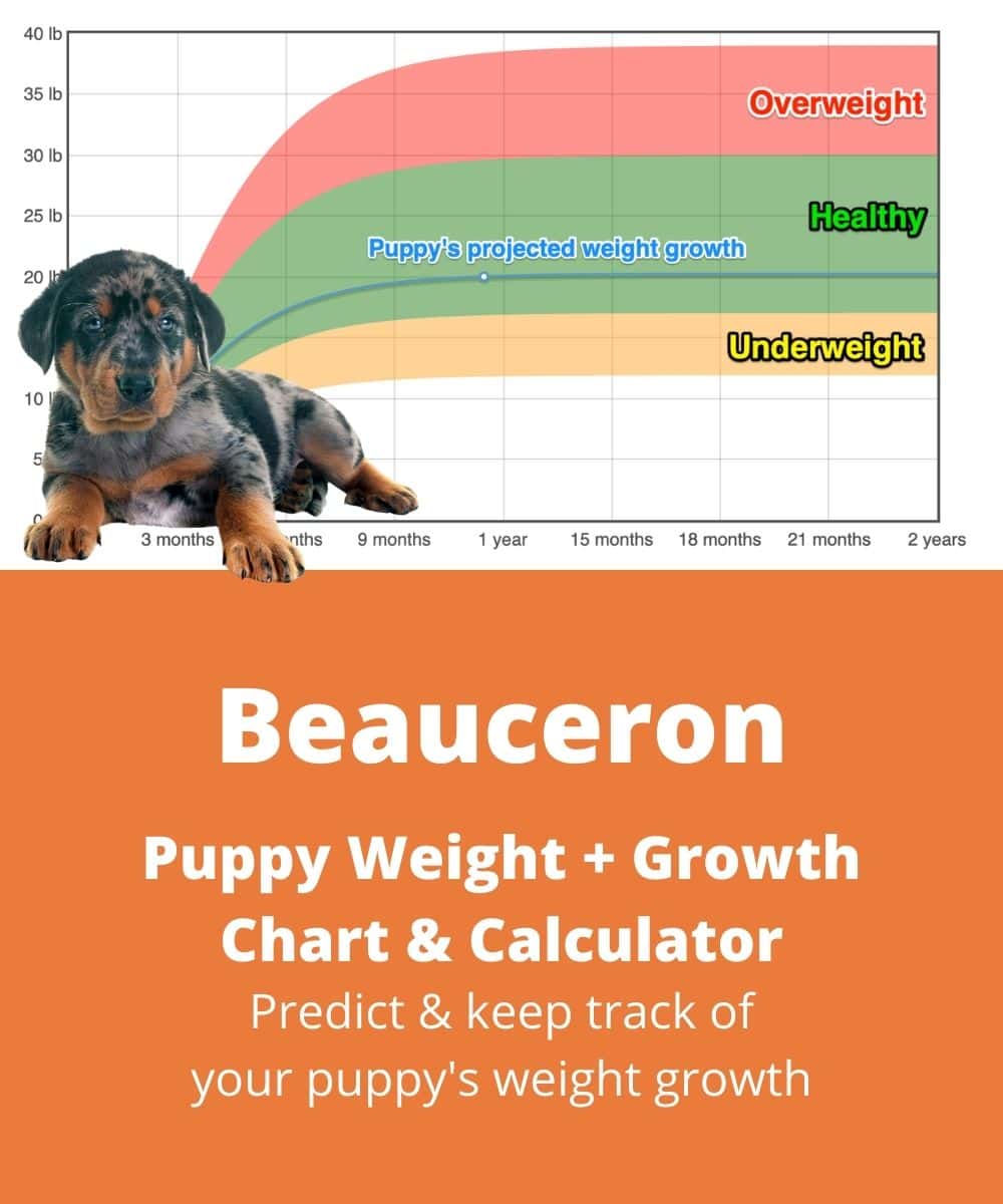 beauceron Puppy Weight Growth Chart