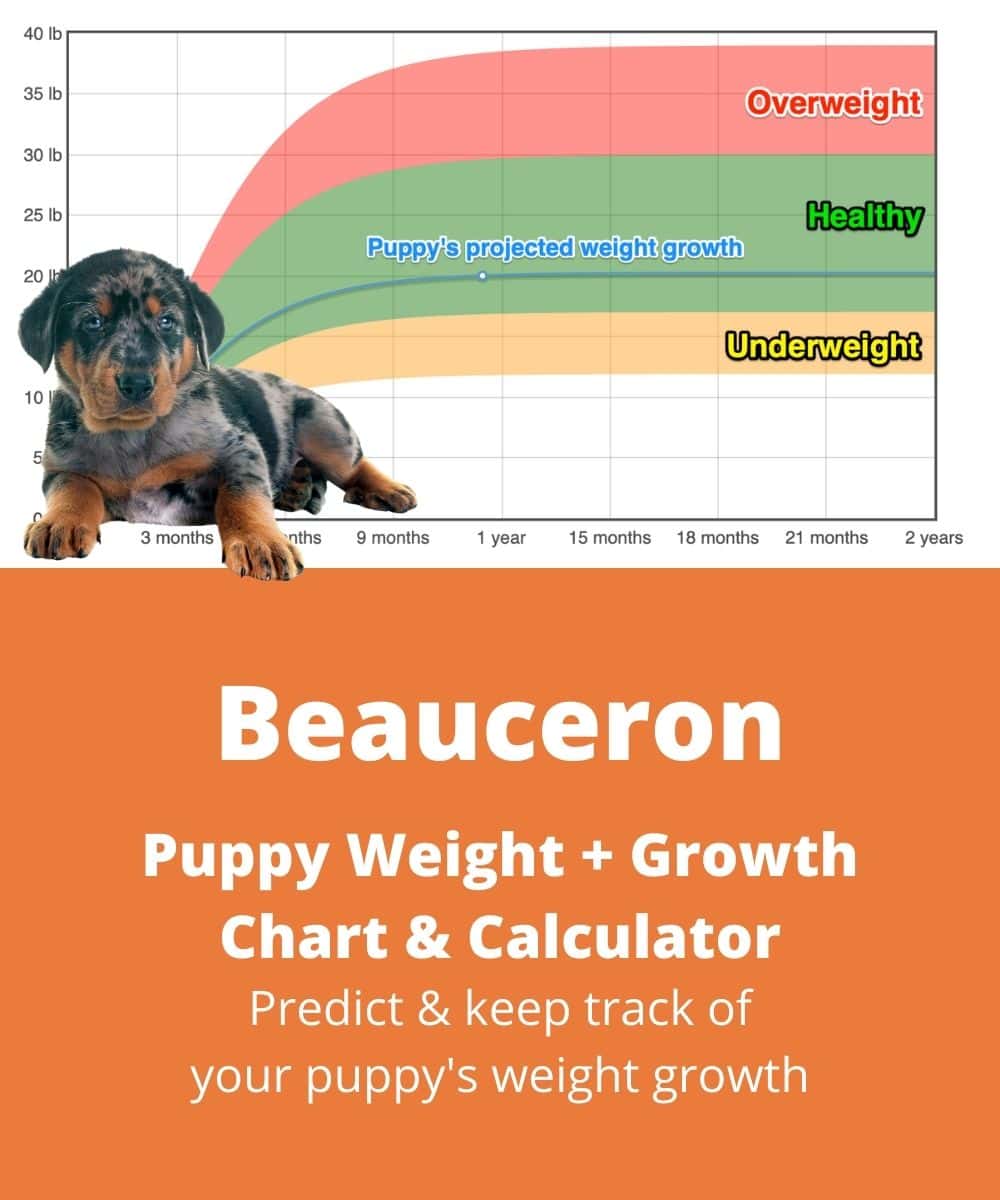 beauceron Puppy Weight Growth Chart beauceron Puppy Weight Growth Chart