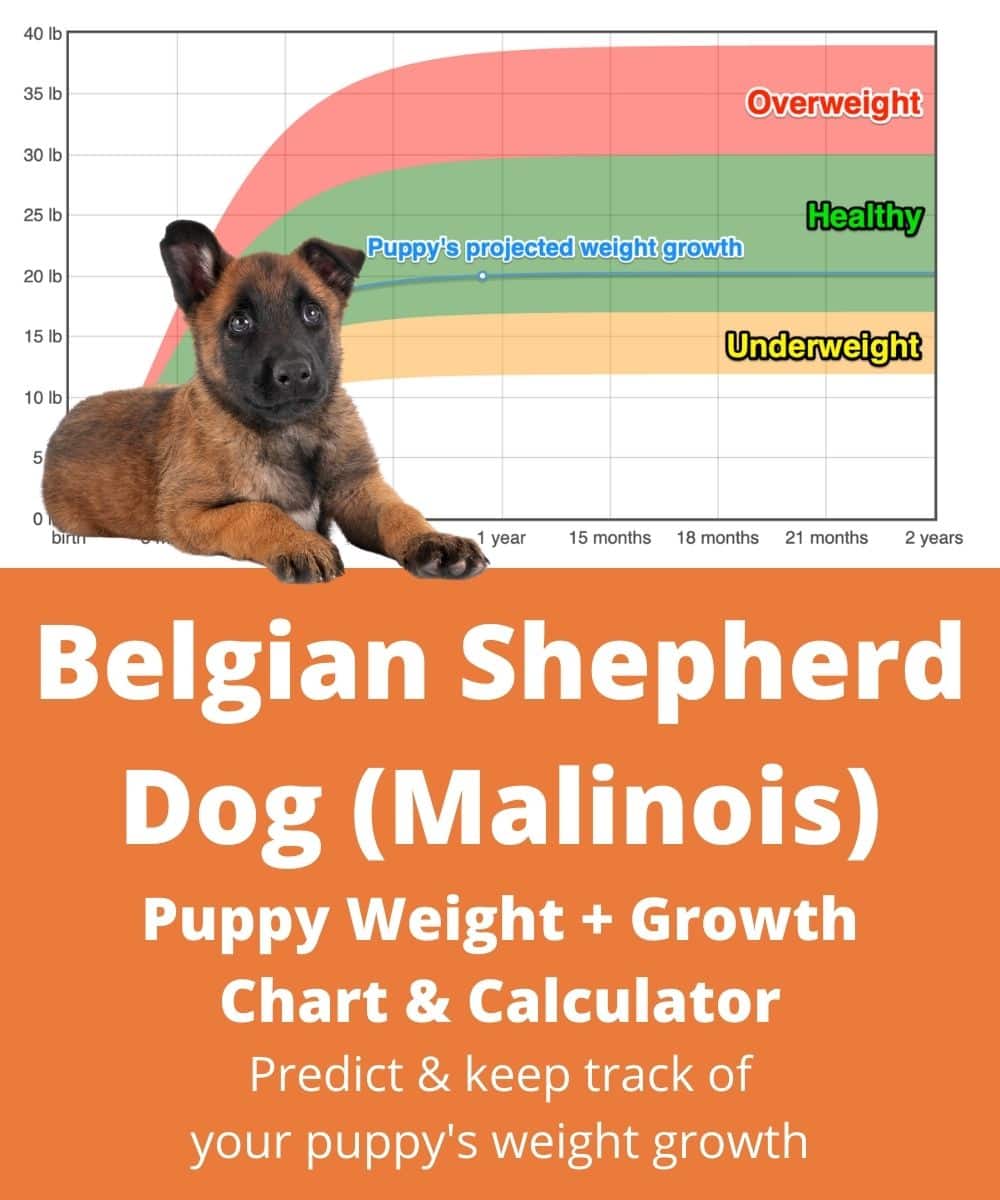 Chien De Berger Belge (Malinois) Weight+Growth Chart 2024 - How Heavy ...