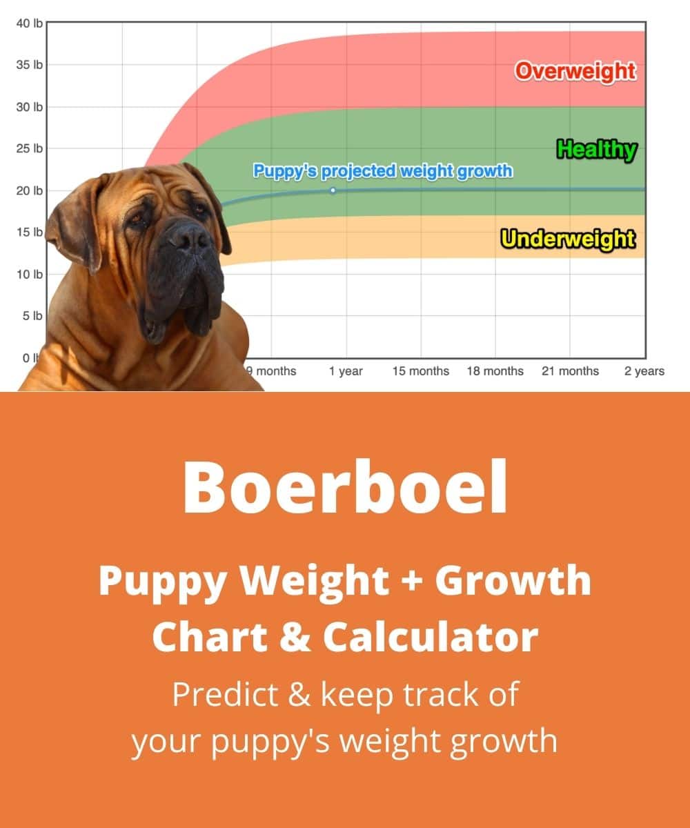 boerboel Puppy Weight Growth Chart