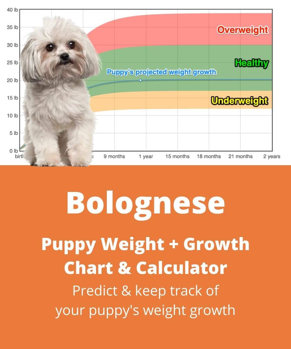 bolognese Puppy Weight Growth Chart