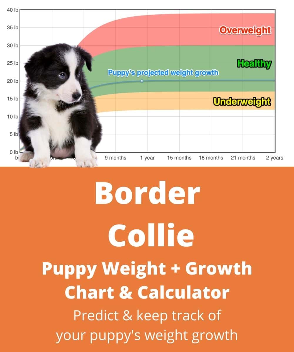 Border Collie Weight Growth Chart 2021 How Heavy Will My Border Collie Weigh The Goody Pet