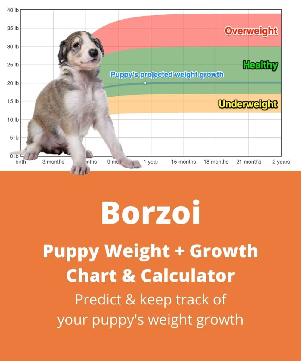 borzoi Puppy Weight Growth Chart