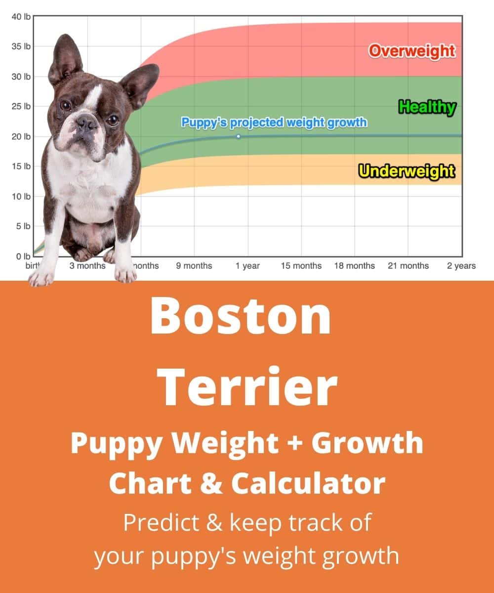 how much to feed boston terrier puppy