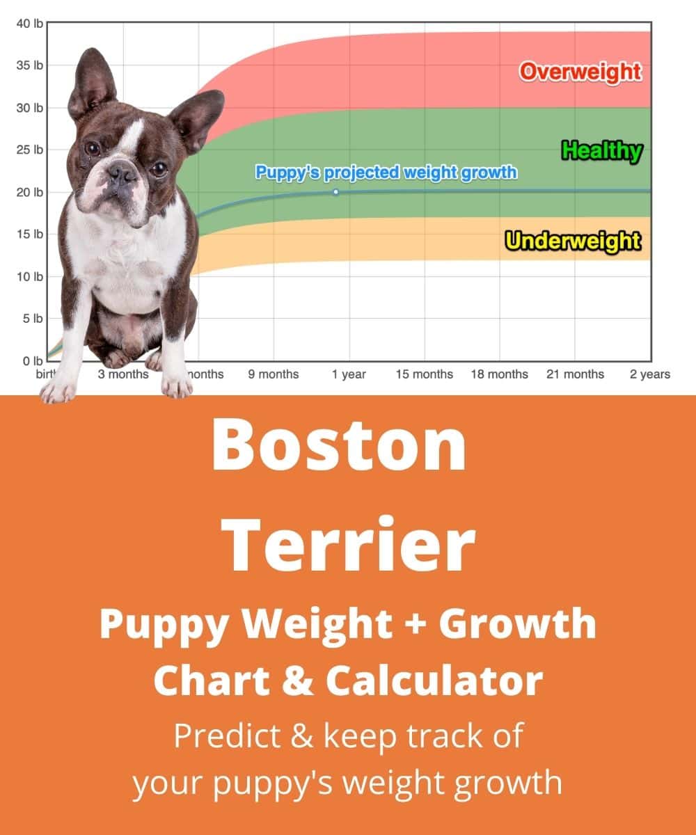 how much should a 7 month old boston terrier weigh