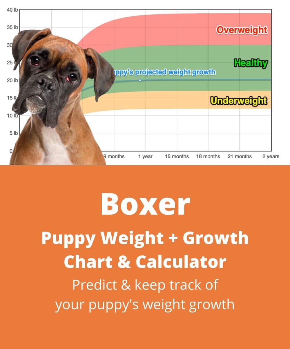 German Boxer Weight+Growth Chart 2021 How Heavy Will My