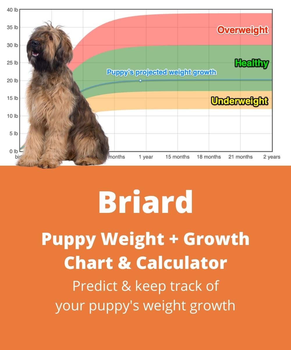 briard Puppy Weight Growth Chart