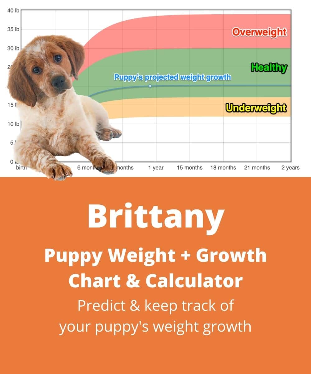 brittany Puppy Weight Growth Chart