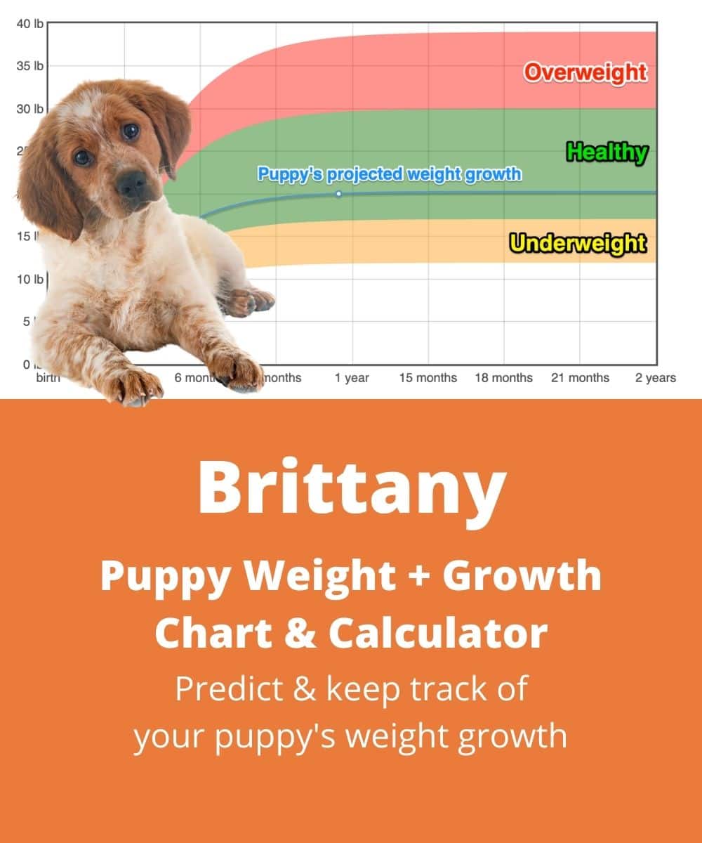 brittany Puppy Weight Growth Chart brittany Puppy Weight Growth Chart