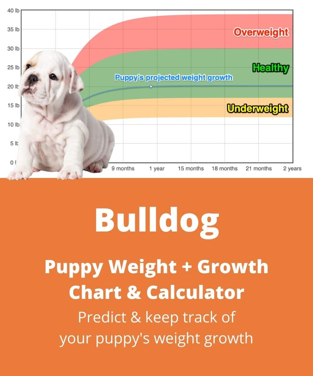 English Bulldog Weight+Growth Chart 2021 How Heavy Will