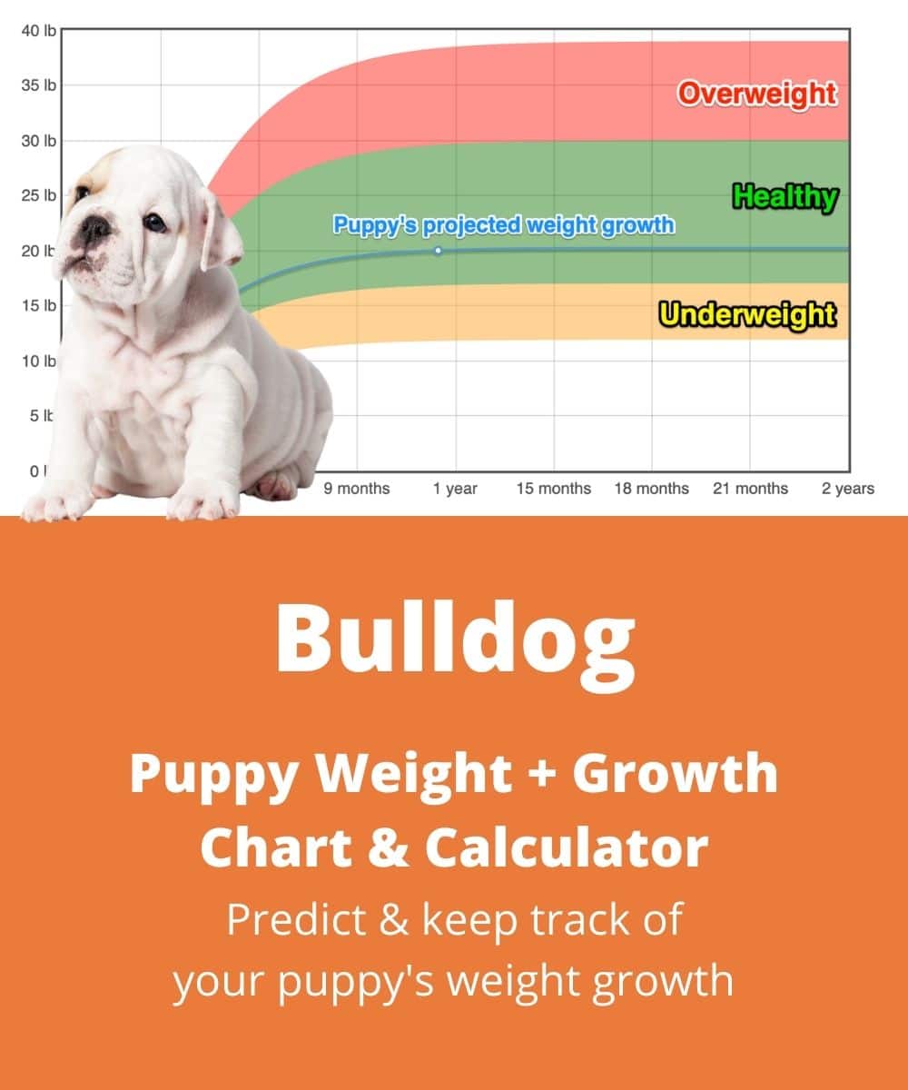 how much should a english bulldog weight at 5 months