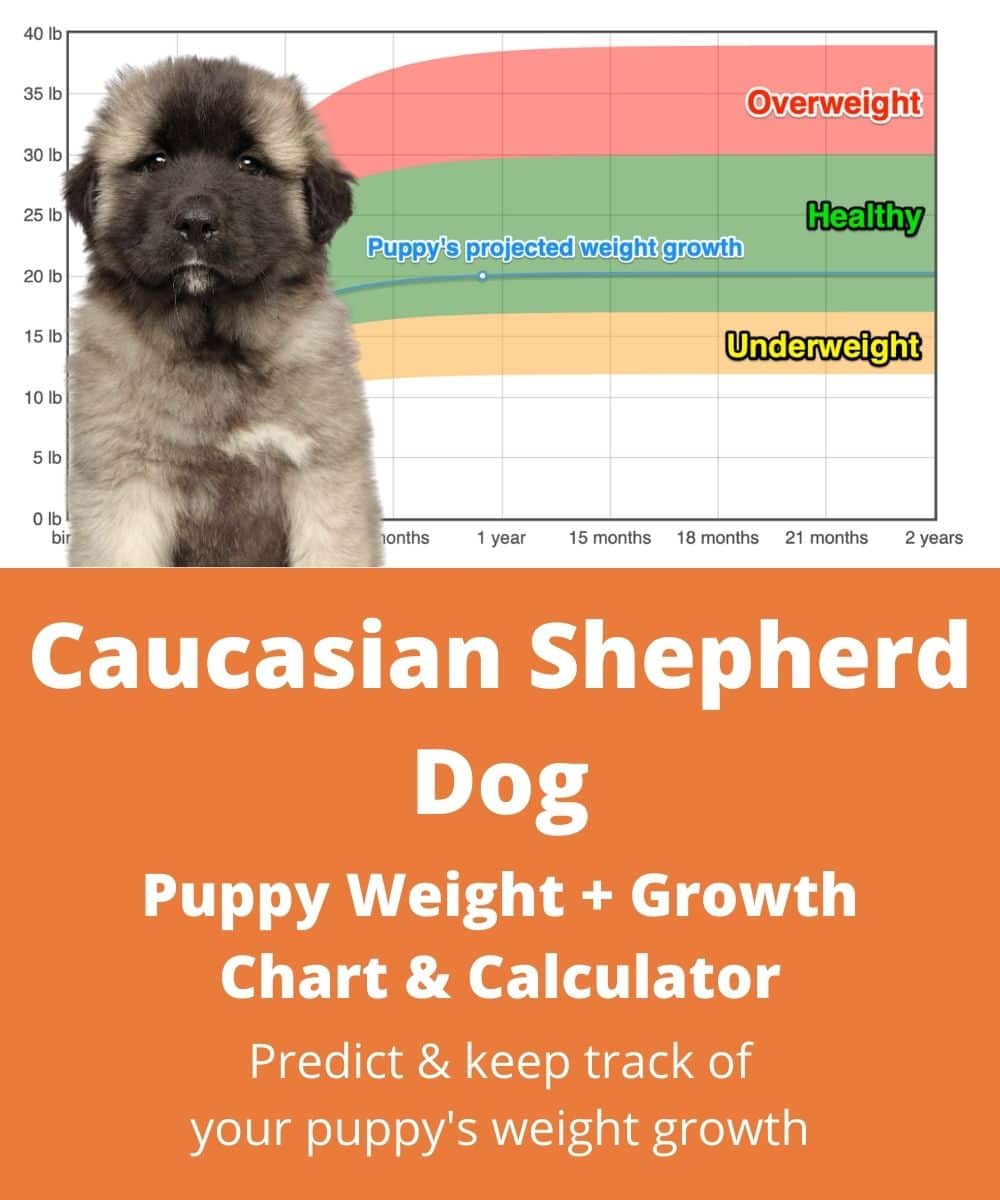 Caucasian Shepherd Dog Weight Growth Chart 2021 How Heavy Will My Caucasian Shepherd Dog Weigh The Goody Pet