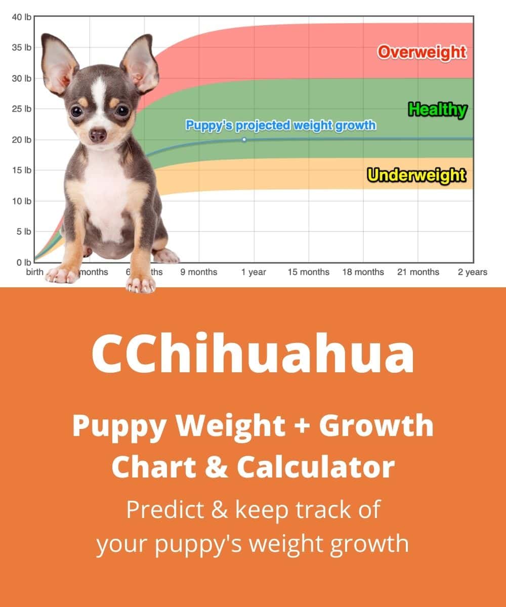 Chihuahua Weight+Growth Chart 2021 - How Heavy Will My ...