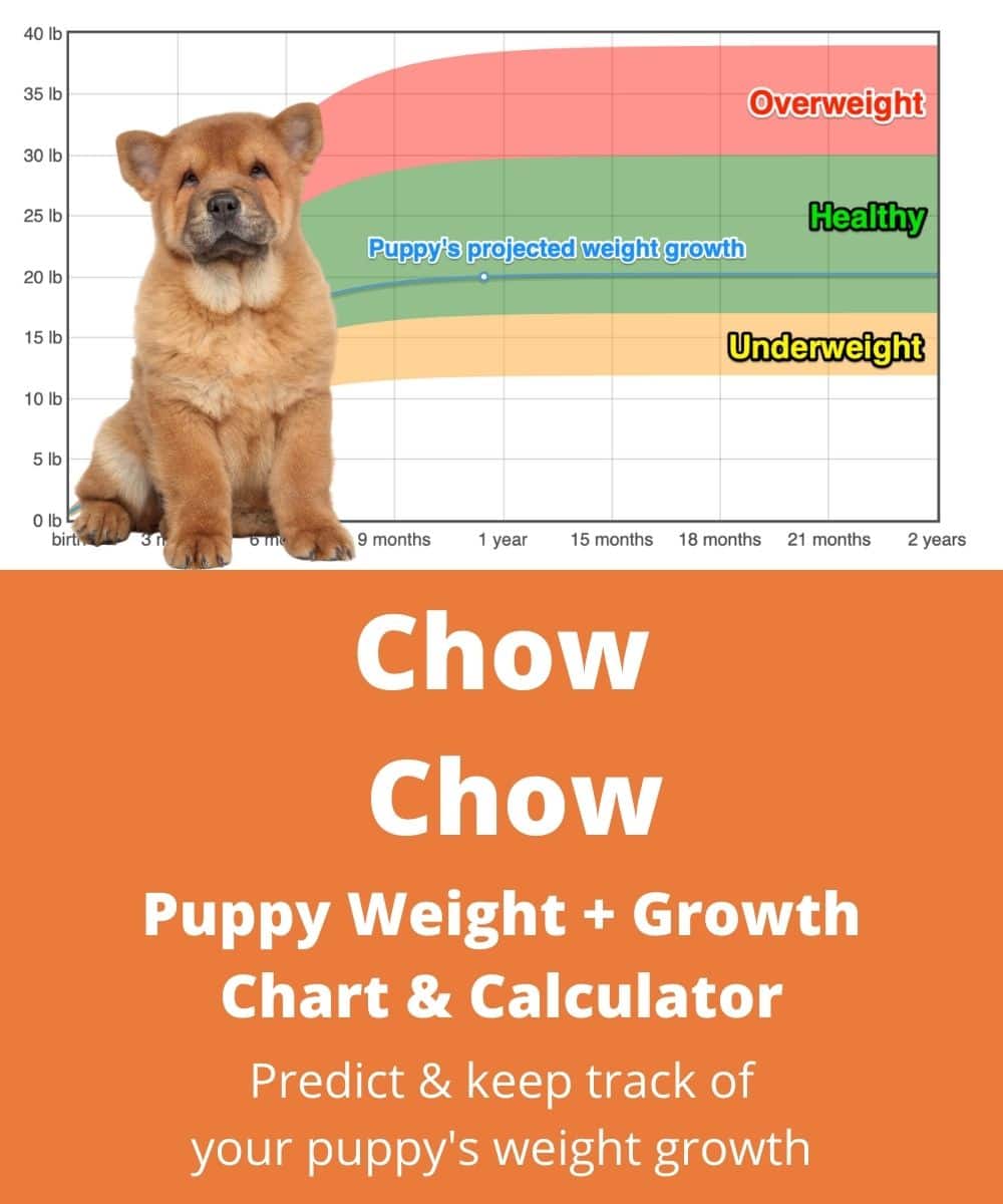 how much should my 6 month old chow chow puppy weigh