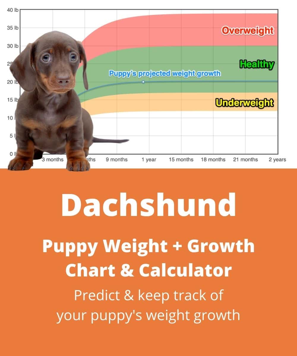 dachshund Puppy Weight Growth Chart