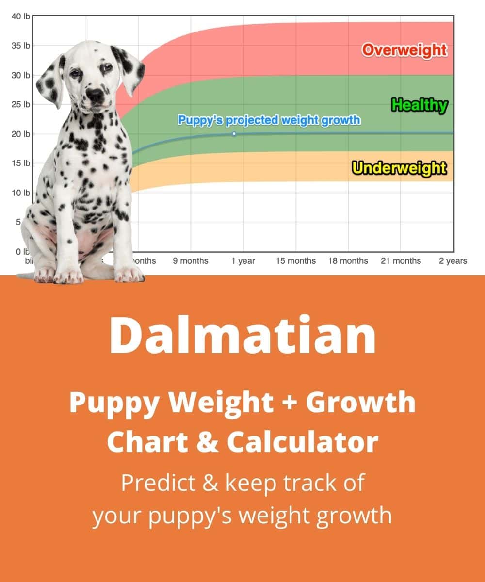 Dalmatian Weight+Growth Chart 2021 How Heavy Will My
