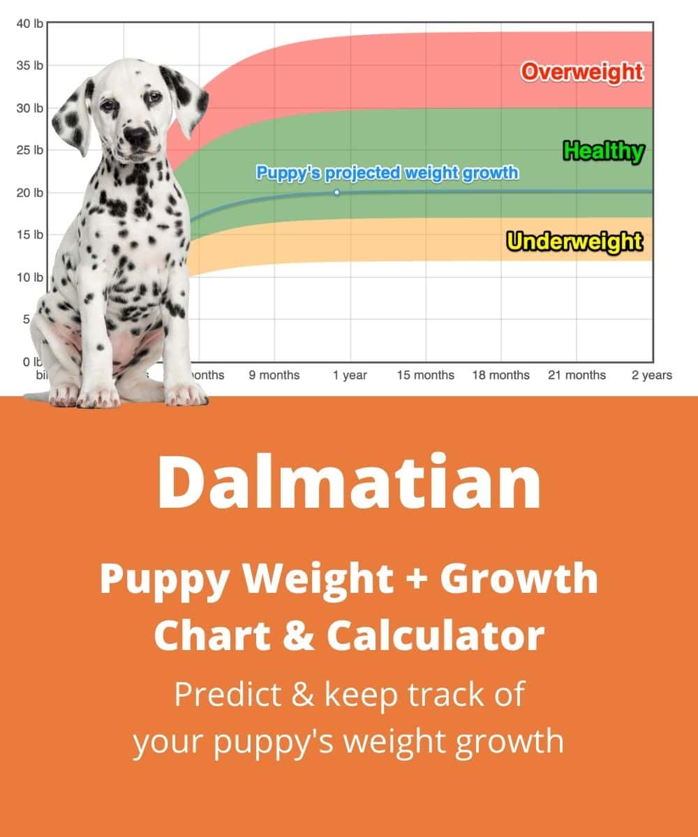 dalmatian Puppy Weight Growth Chart