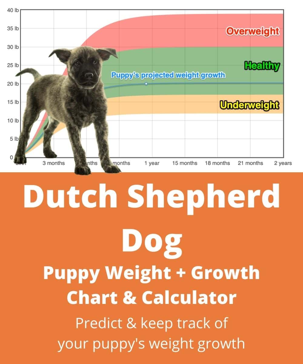 Dutch Shepherd Dog Weight Growth Chart 21 How Heavy Will My Dutch Shepherd Dog Weigh The Goody Pet