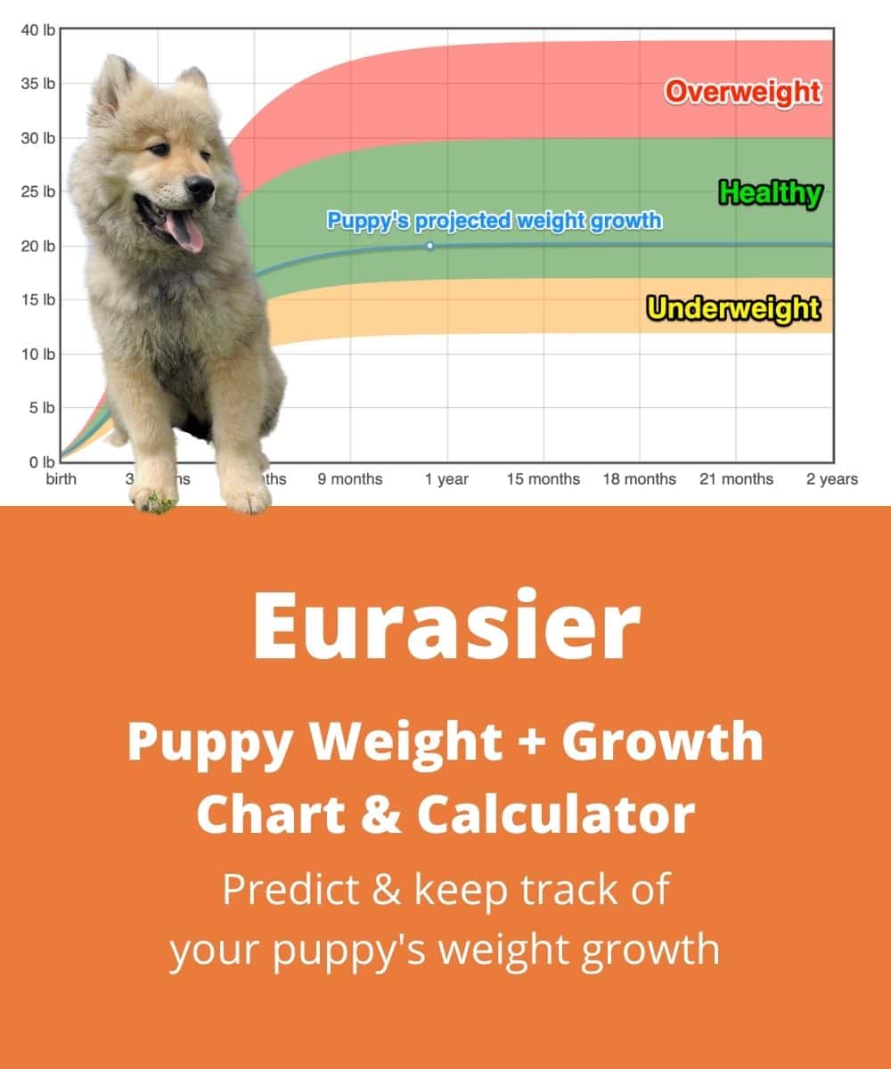 eurasier Puppy Weight Growth Chart