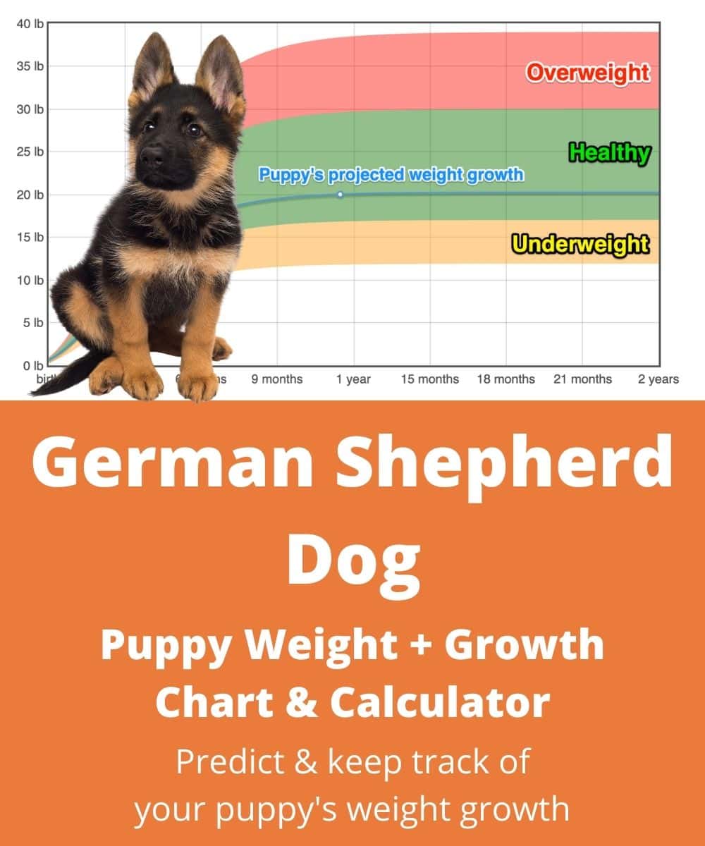 how much should a 4 month old german shepherd weight