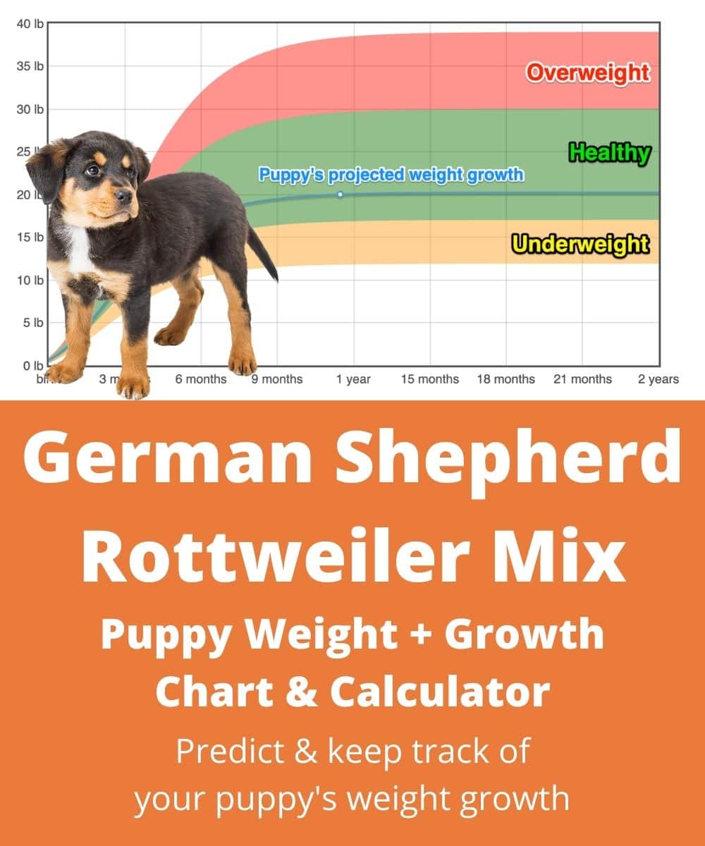 German Shepherd Rottweiler Mix Weight+Growth Chart 2024 - How Heavy ...
