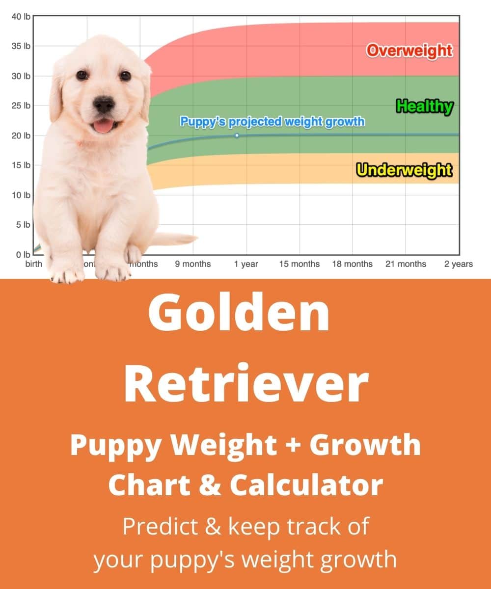 Golden Retriever Weight Growth Chart 2021 How Heavy Will My Golden Retriever Weigh The Goody Pet