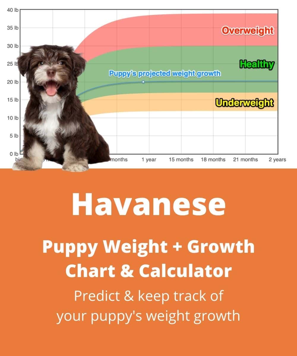 havanese Puppy Weight Growth Chart