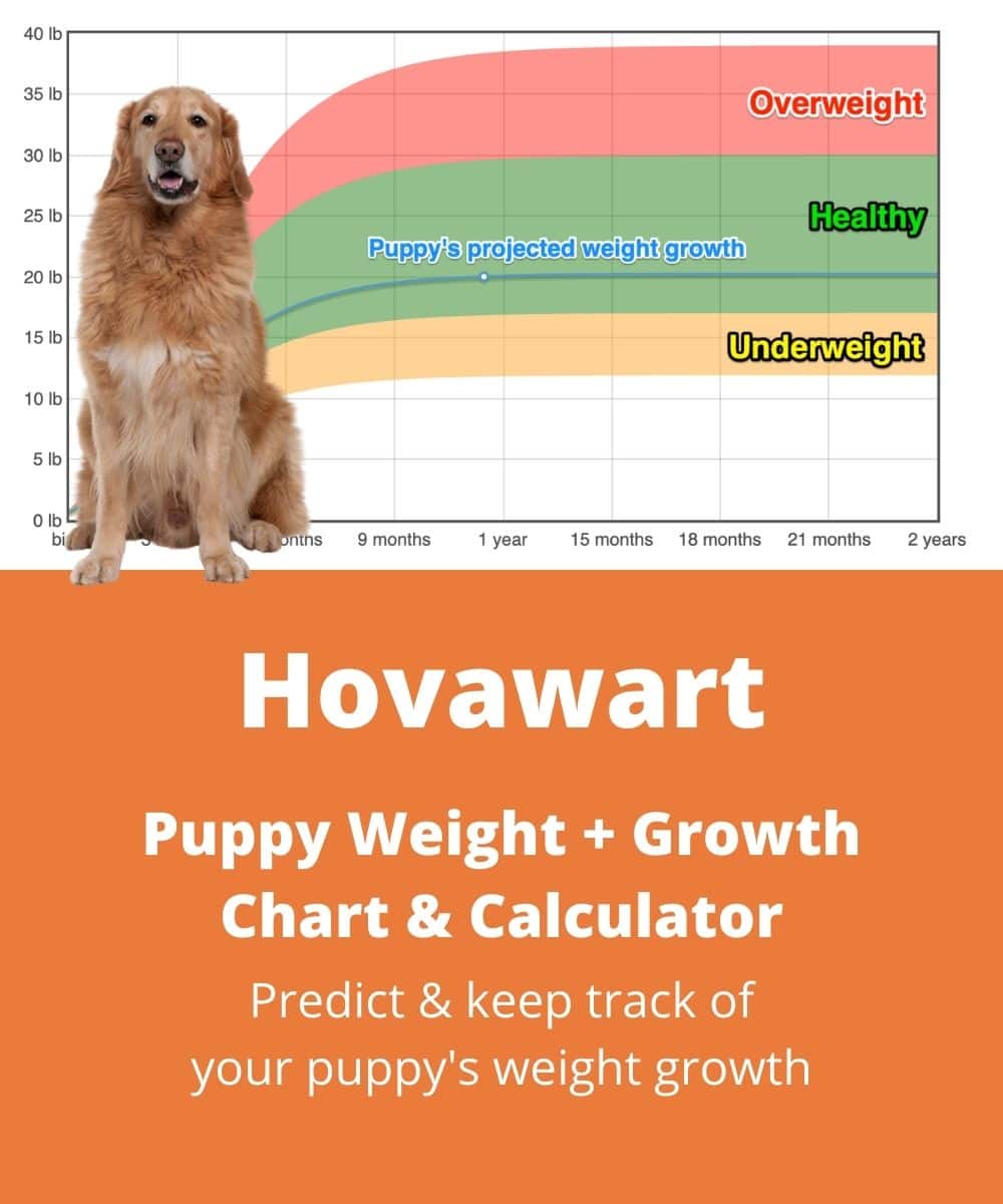 hovawart Puppy Weight Growth Chart