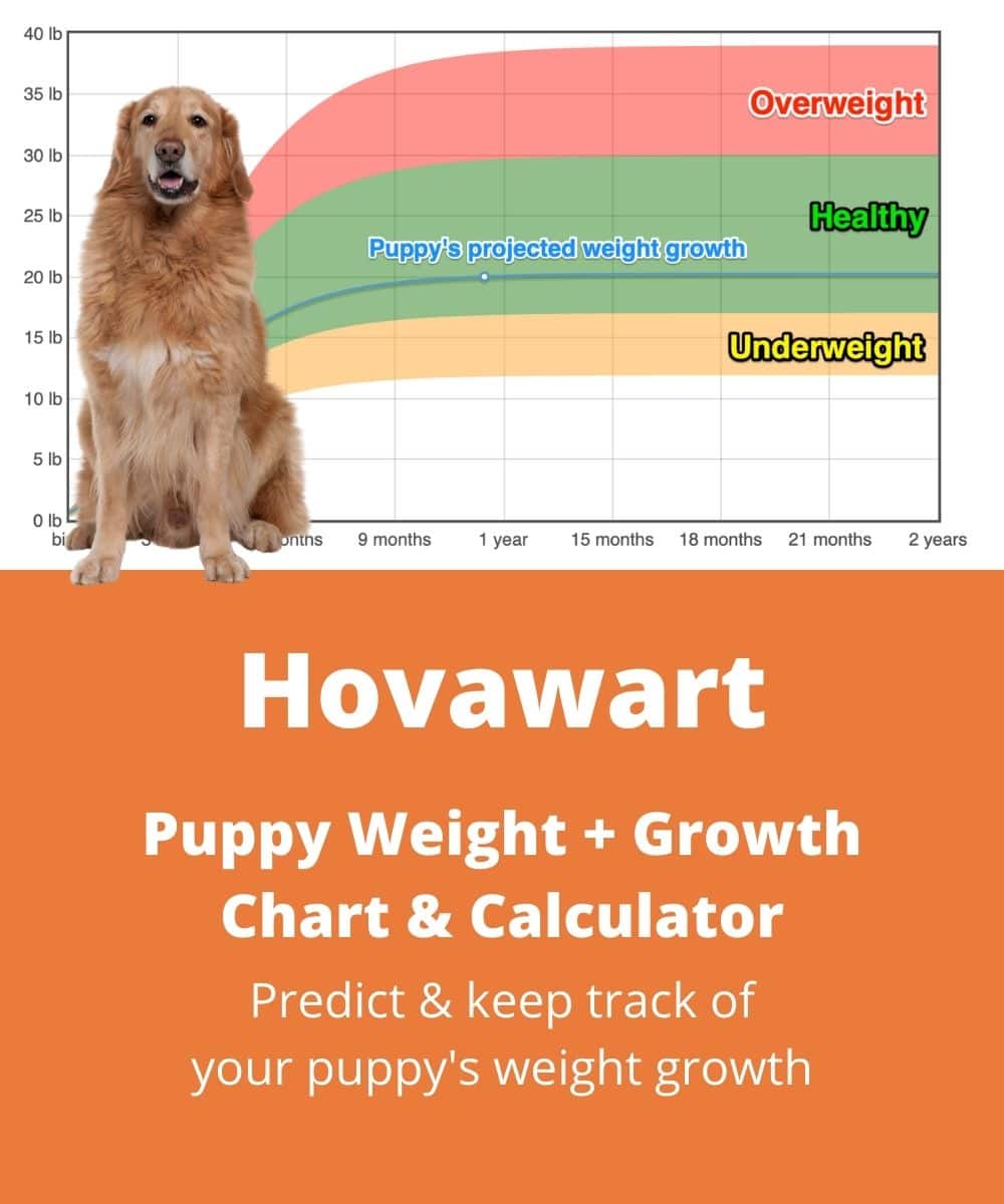 hovawart Puppy Weight Growth Chart hovawart Puppy Weight Growth Chart