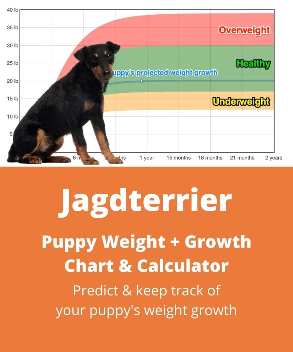 jagdterrier Puppy Weight Growth Chart