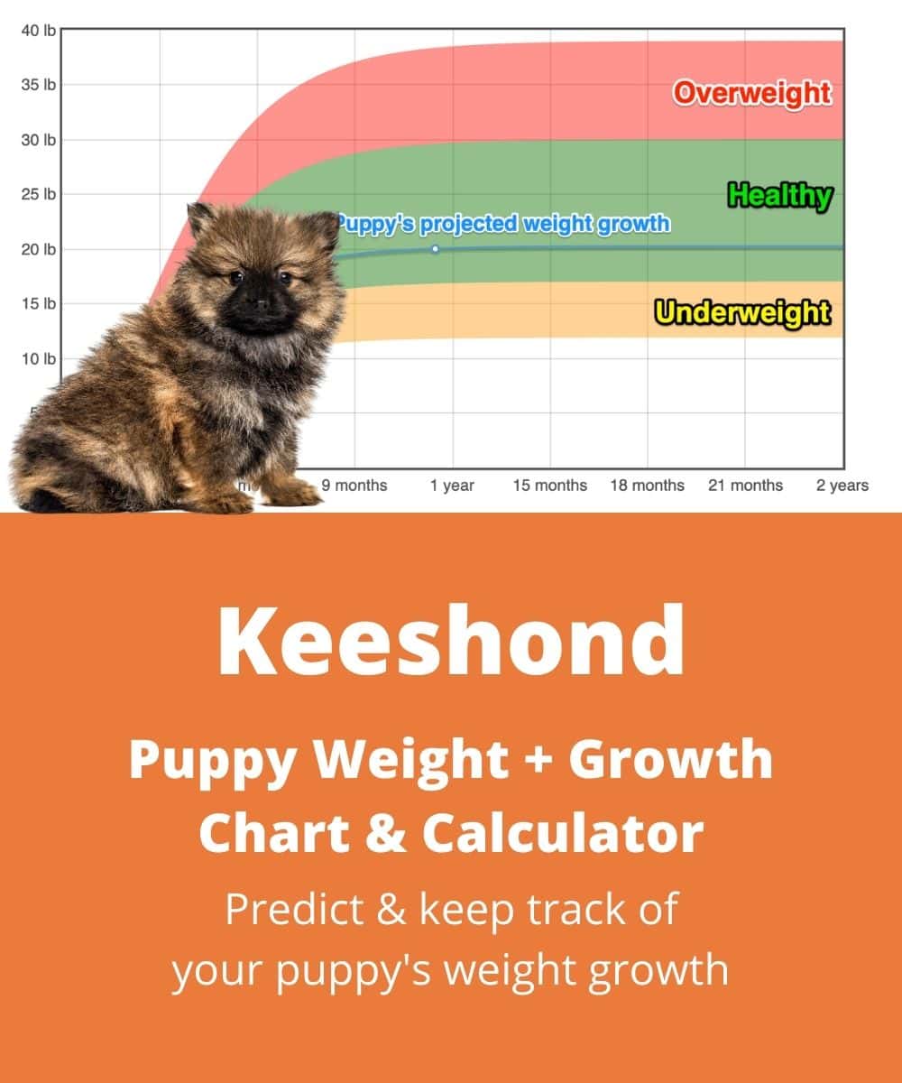 keeshond Puppy Weight Growth Chart