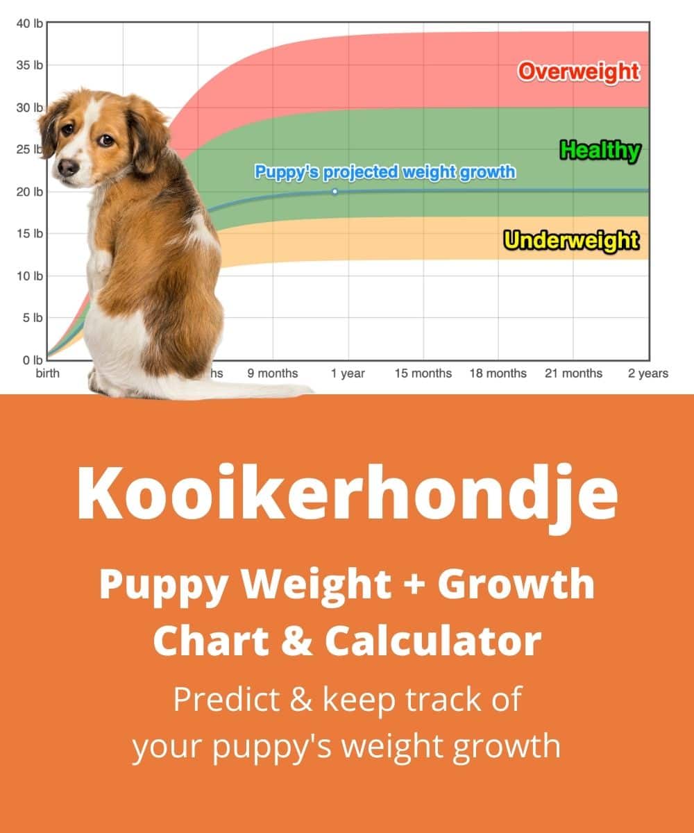 kooikerhondje Puppy Weight Growth Chart