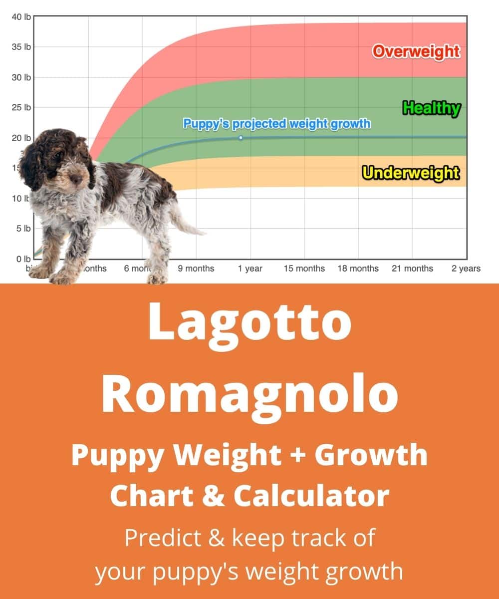 Lagotto Romagnolo Weight Growth Chart 2021 How Heavy Will My Lagotto Romagnolo Weigh The Goody Pet