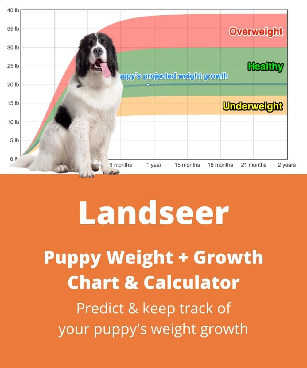 landseer Puppy Weight Growth Chart