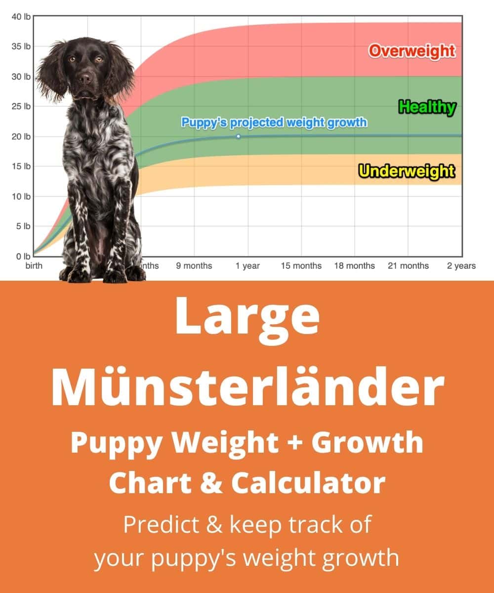 Grosser Munsterlander Vorstehhund Weight+Growth Chart 2023 - How Heavy ...